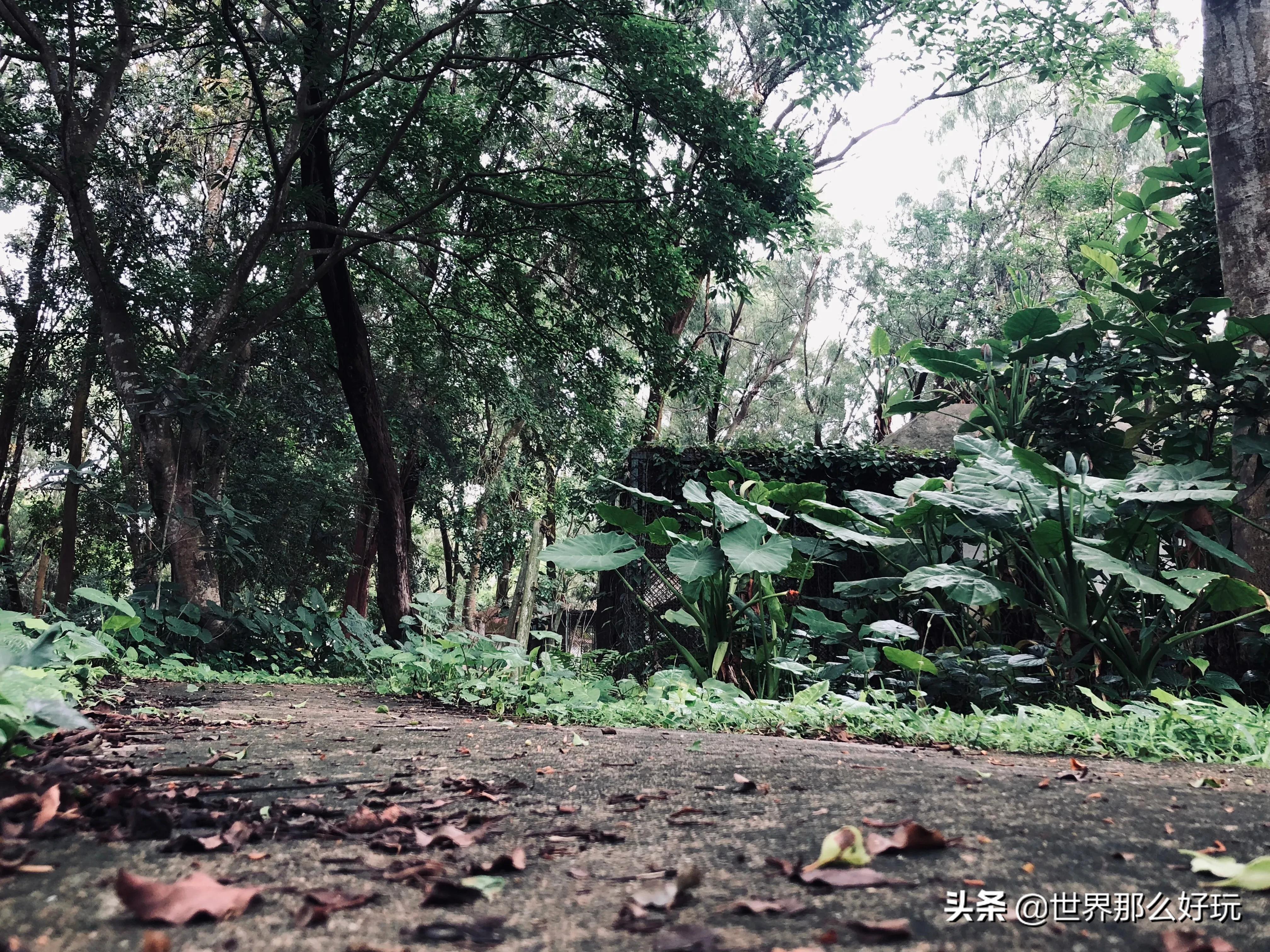 海南金牛岭动物园视频,海口金牛岭公园现在还有动物园吗