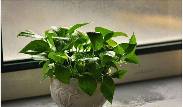 绿萝鱼缸水培养殖方法,绿萝室内水培养殖方法
