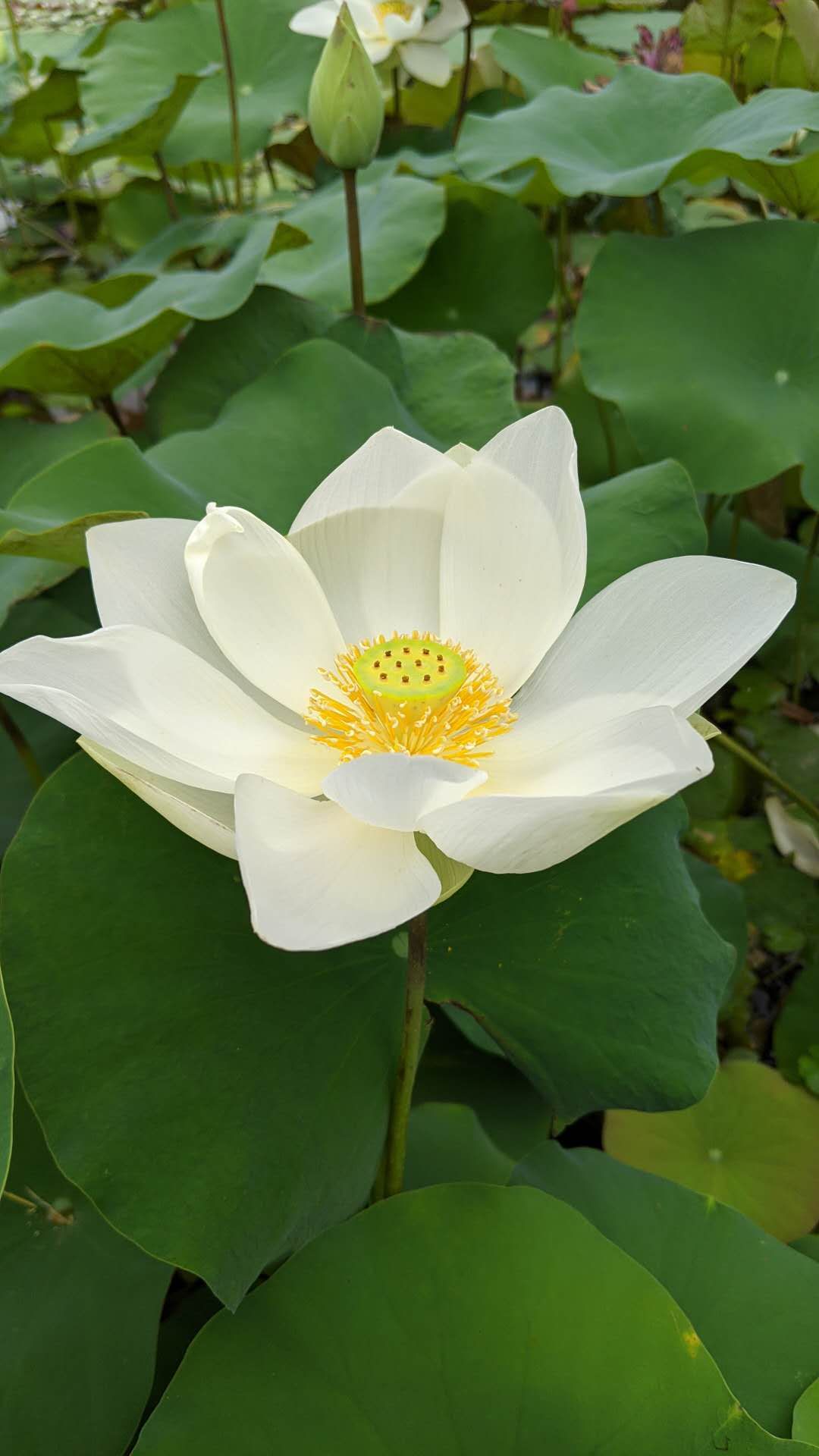 再见七月你好八月句子,再见七月你好八月视频