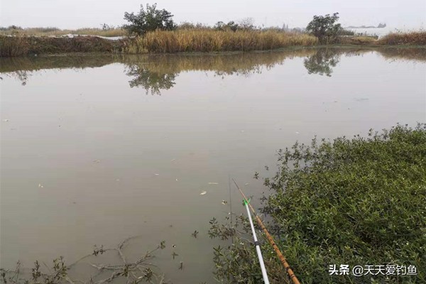 窝里有小鱼怎么解决,怎么样保持窝里有鱼