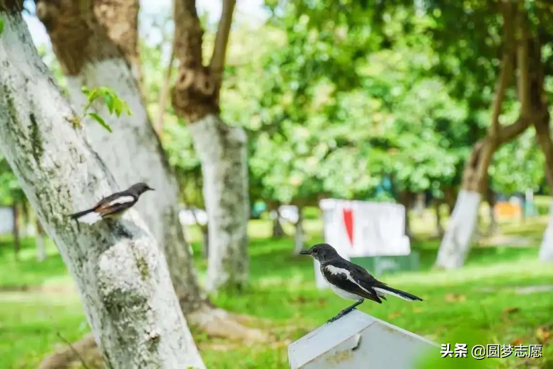 北京师范大学珠海分校985,北京师范大学珠海分校算是985吗