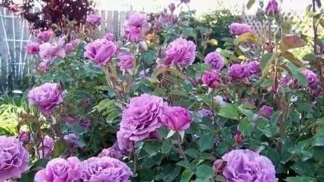 100种玫瑰图片大全,介绍100种不同品种的玫瑰视频