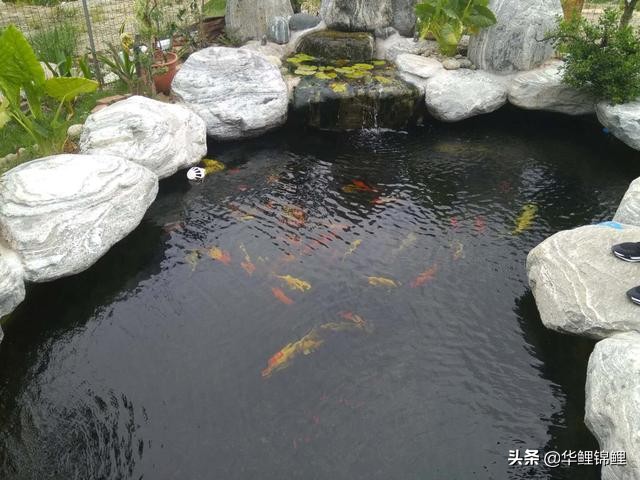 锦鲤的趣味小知识是什么,锦鲤的肢体语言你读懂了吗