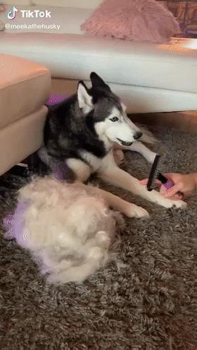 狗子不听话是你心太软,狗子不护主人