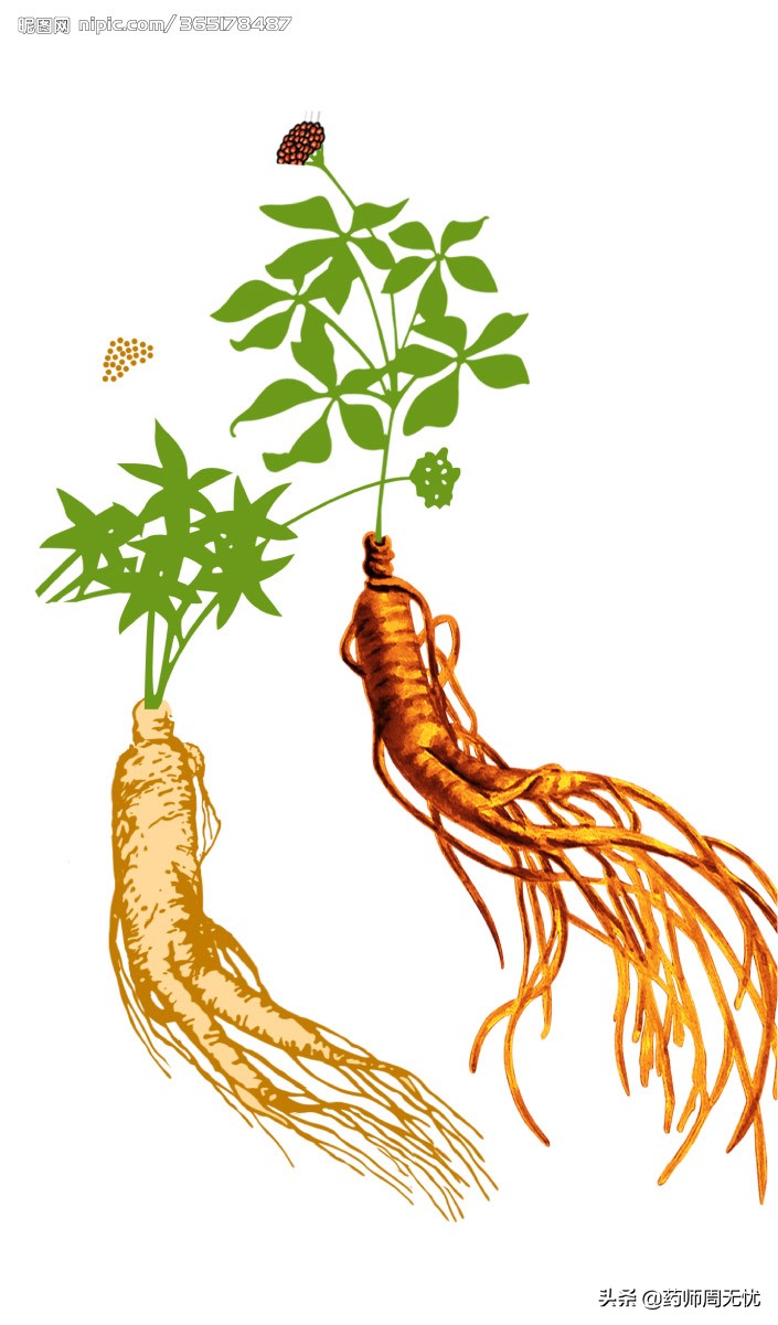 白话中医,中医说人参