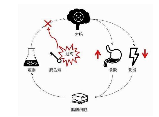 减肥期间馋了最好的解决方法,馋是因为缺乏什么维生素