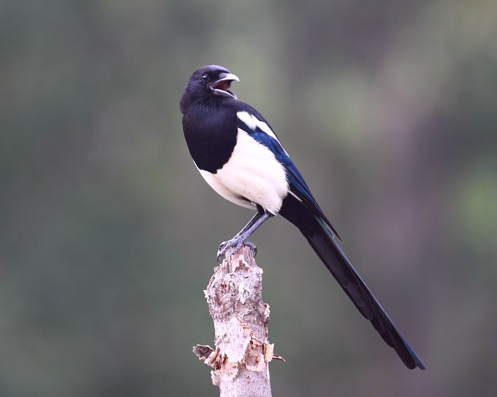 过去村民们都喜爱的喜鹊，为啥却被厌烦了？老农提出了解释