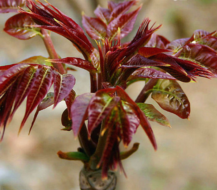 农村小伙种植绿色蔬菜,农村小伙种植致富项目