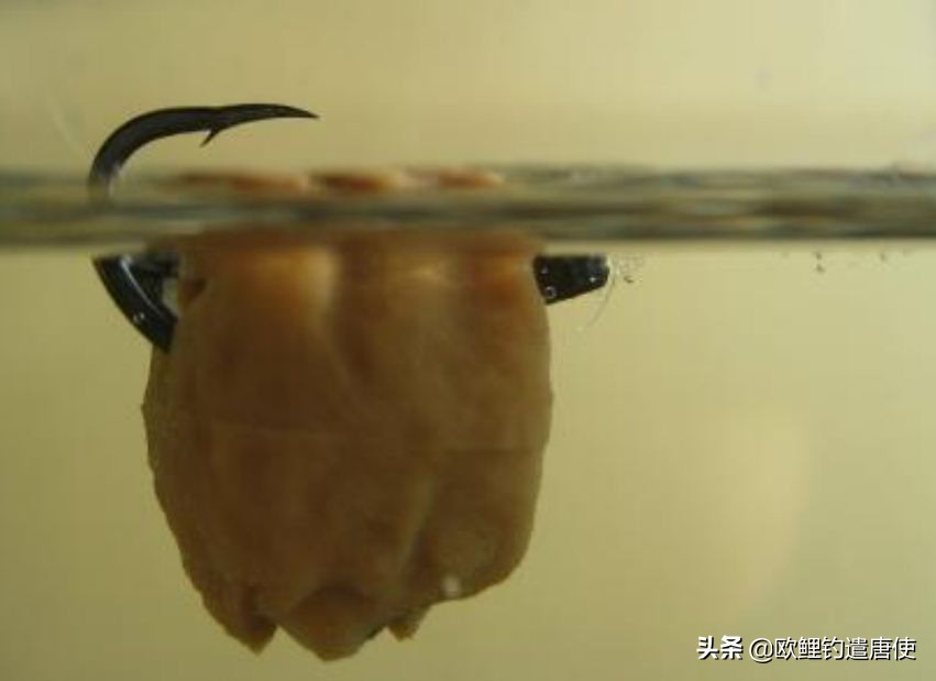 欧鲤钓组单柄鱼钩绑法,欧鲤钓组挂浮珠还是挂玉米