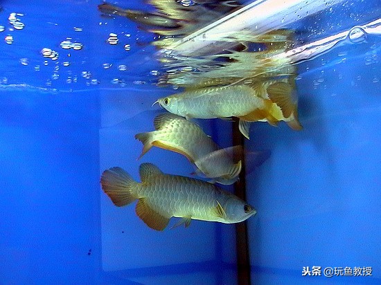 龙鱼为什么喜欢打斗,龙鱼喜欢打架