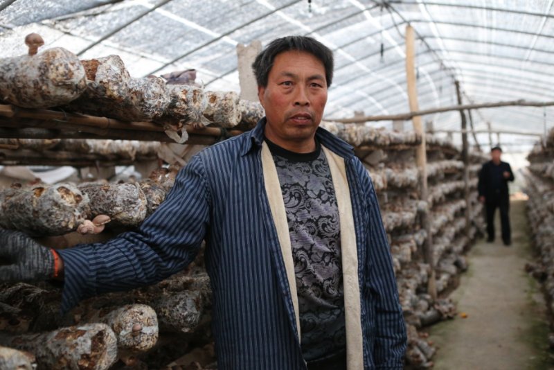 小蘑菇成为富民大产业,小平菇打造致富新名片