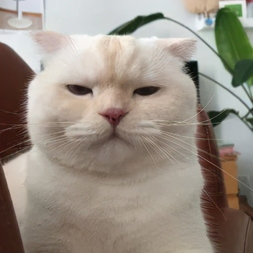 猫咪也会生气的视频,猫咪生气发怒哈气是怎么发出的