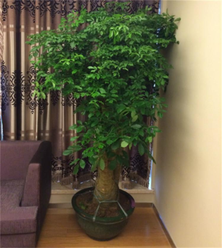 富贵树养殖方法与注意事项,富贵树的养殖方法和注意事项盆栽