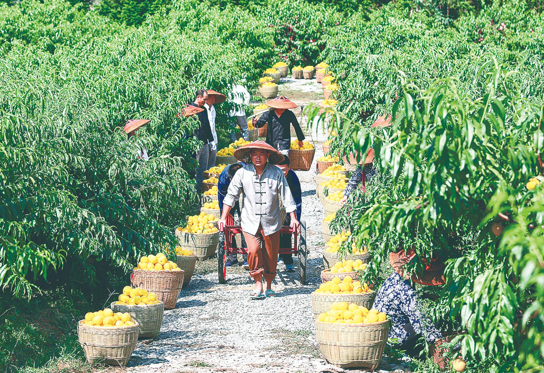 炎陵黄桃资料,黄桃生长历程