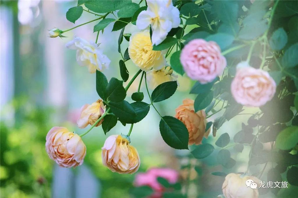 南京溧水千亩玫瑰,南京玫瑰园千亩花海迎来盛花期