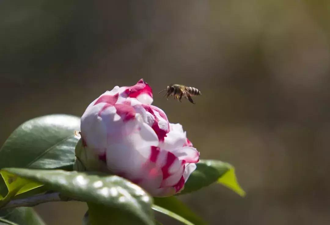 郑州春节周边景区免费景点大全,春节赏花的好去处