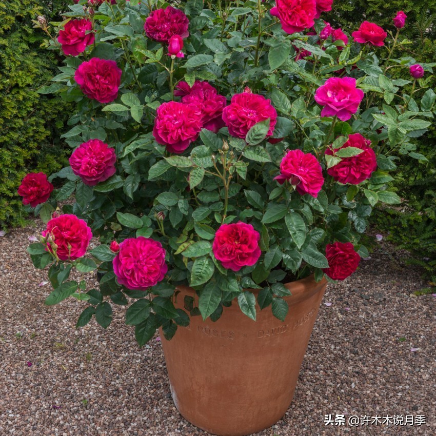 月季不停掉叶子怎么办？教你一招，光杆月季也能重新发芽开花。