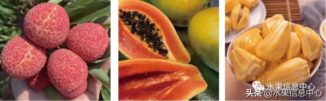 海南水果都有哪些品种图片及名称,海南水果上市时间表赶快收藏吧