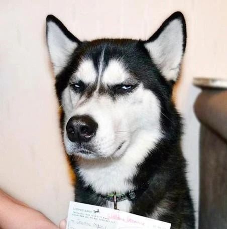 当狗狗吃醋时的表现,狗狗吃醋时会有什么表现