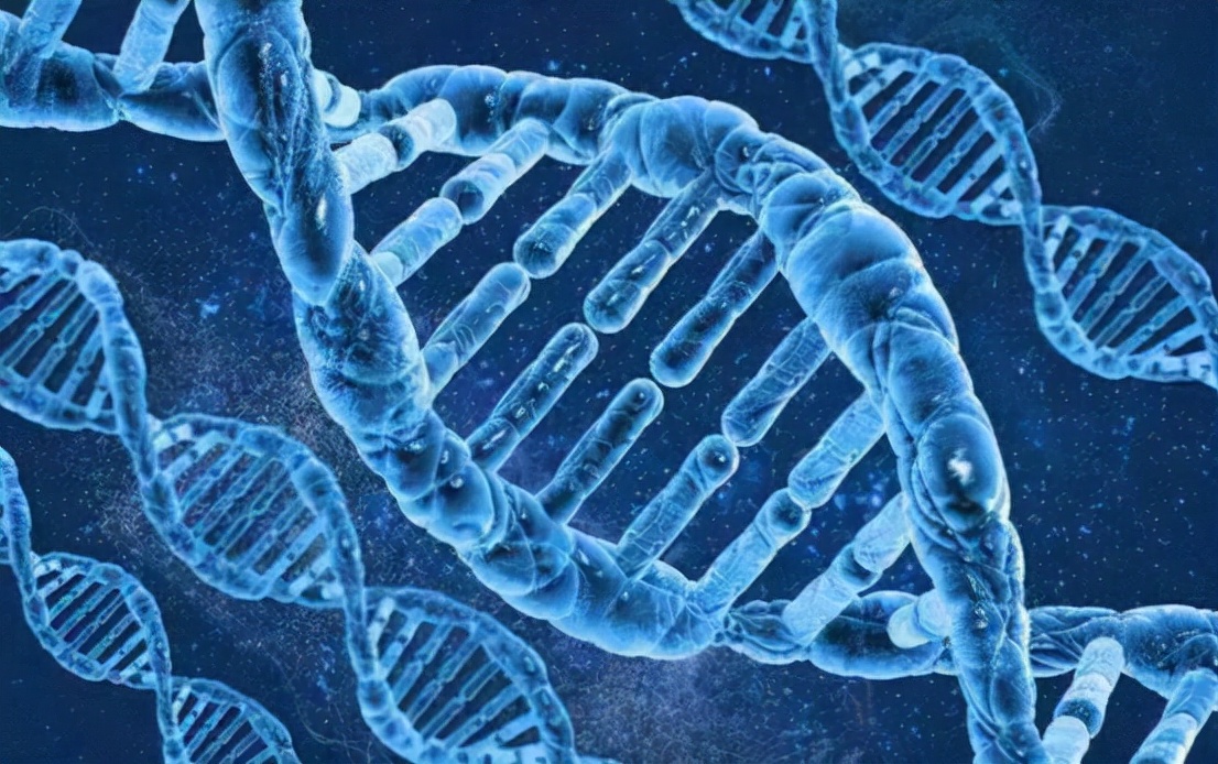 野生河豚食品安全吗,日本推出基因编辑河豚