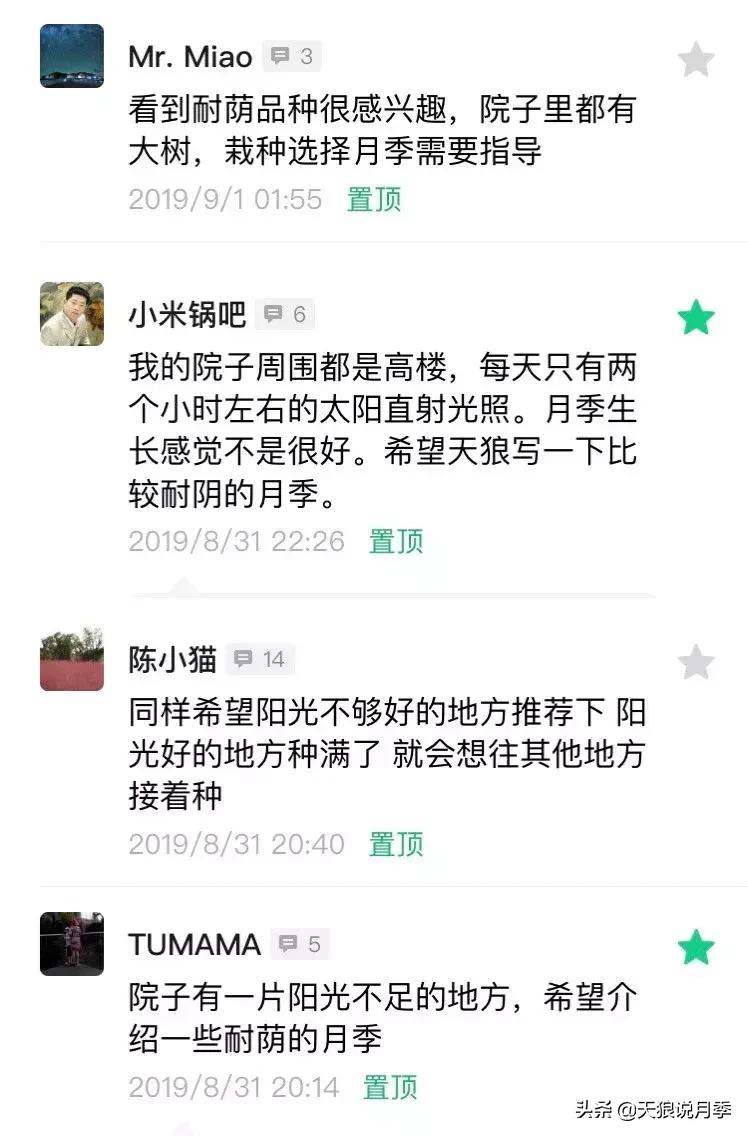 阳台种月季光照少怎么办,光照不好可以养石榴吗