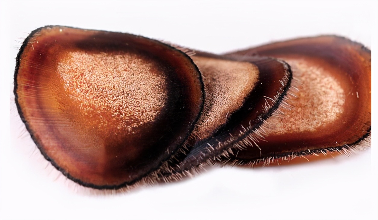 东北有三宝人参鹿茸还有什么,东北鹿茸哪种最好