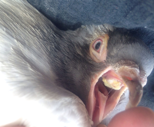 鸽子毛滴虫病的预防和治疗