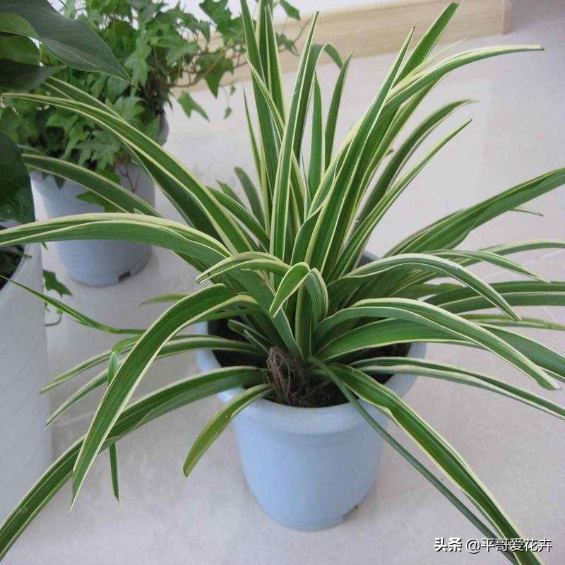 被冻伤花如何挽救,冬天冻不死的10种花