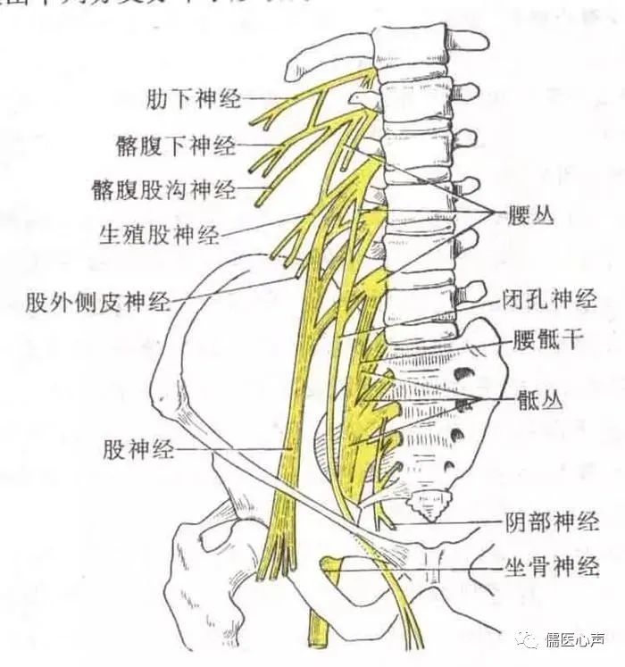 腰痛之捉妖记（十二）------腰痛？也许你得了“神经病”