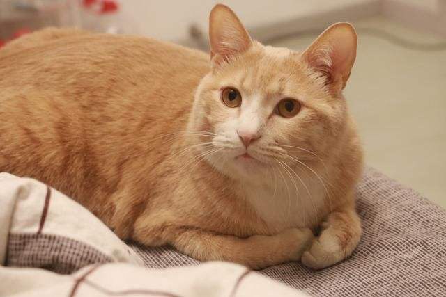 小宠物无异味推荐便宜好养,什么观赏鱼好养耐活便宜