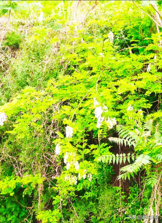 河南槐花飘香惹人醉,槐花飘香惹人醉视频