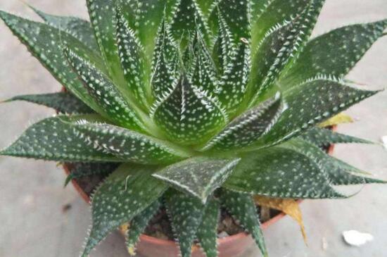 波露如何扦插,波露扦插