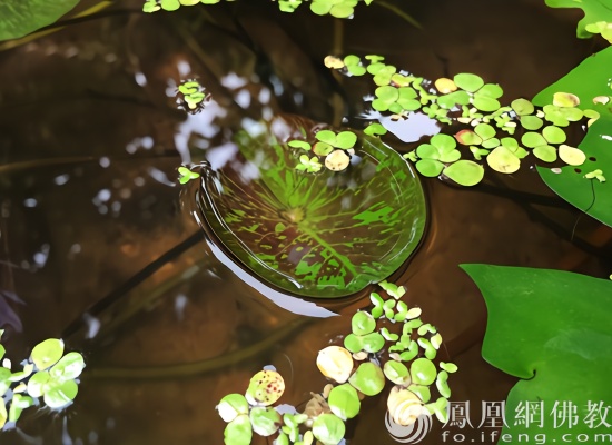 人生最佳的态度就是静,静才是人生最高的境界