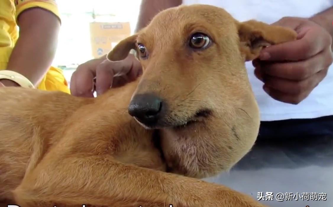 狗脖子上的脓包,狗妈妈浑身哆嗦