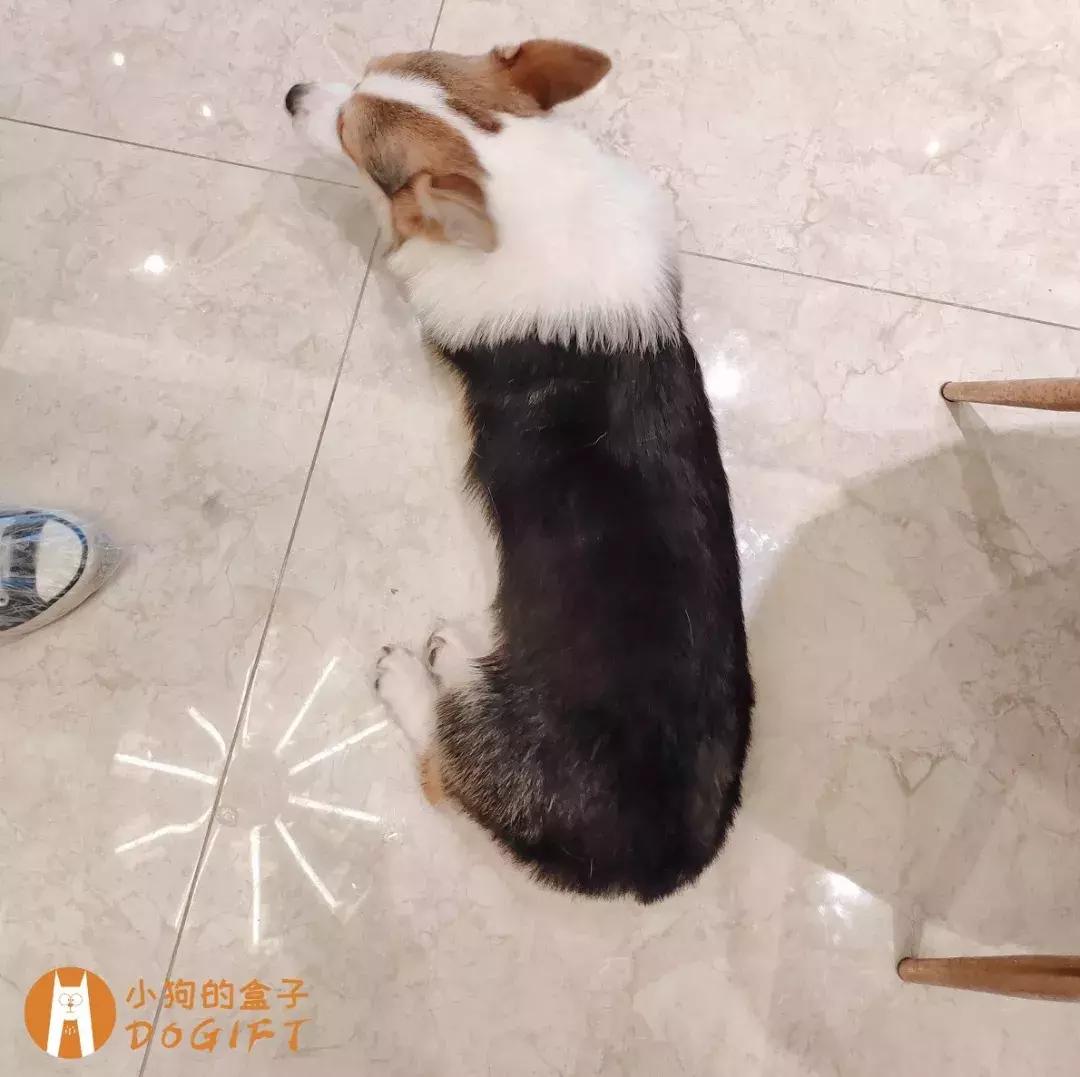 马克深圳最秀狗咖