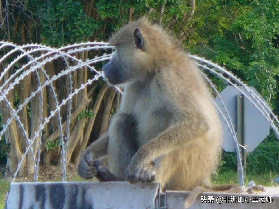 2020年非洲旅行开篇,肯尼亚北部的一个美军基地被“端”