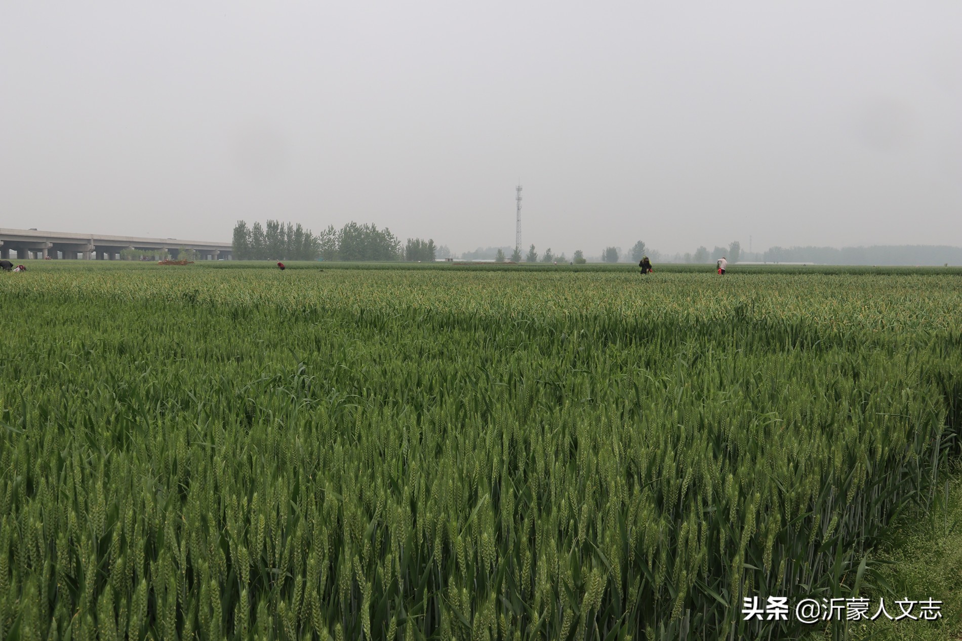 兰陵层山和庄坞,兰陵县庄坞镇层山集