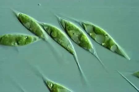 水产养殖藻类老化是怎样的,水产养殖显微镜下各种藻类