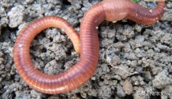 农村种养致富项目,农村特种种植致富项目有哪些