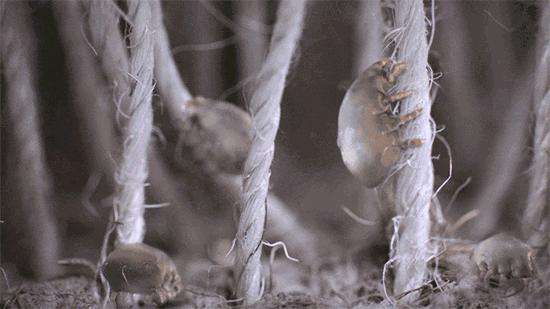 床单睡久了容易螨虫成窝？教你一新招，比太阳暴晒效果好