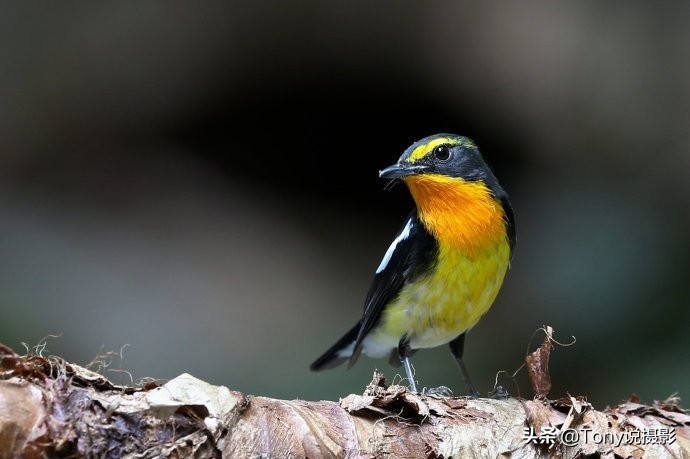 深度揭秘拍摄鸟类,如何拍鸟这些鸟类摄影技巧要学会