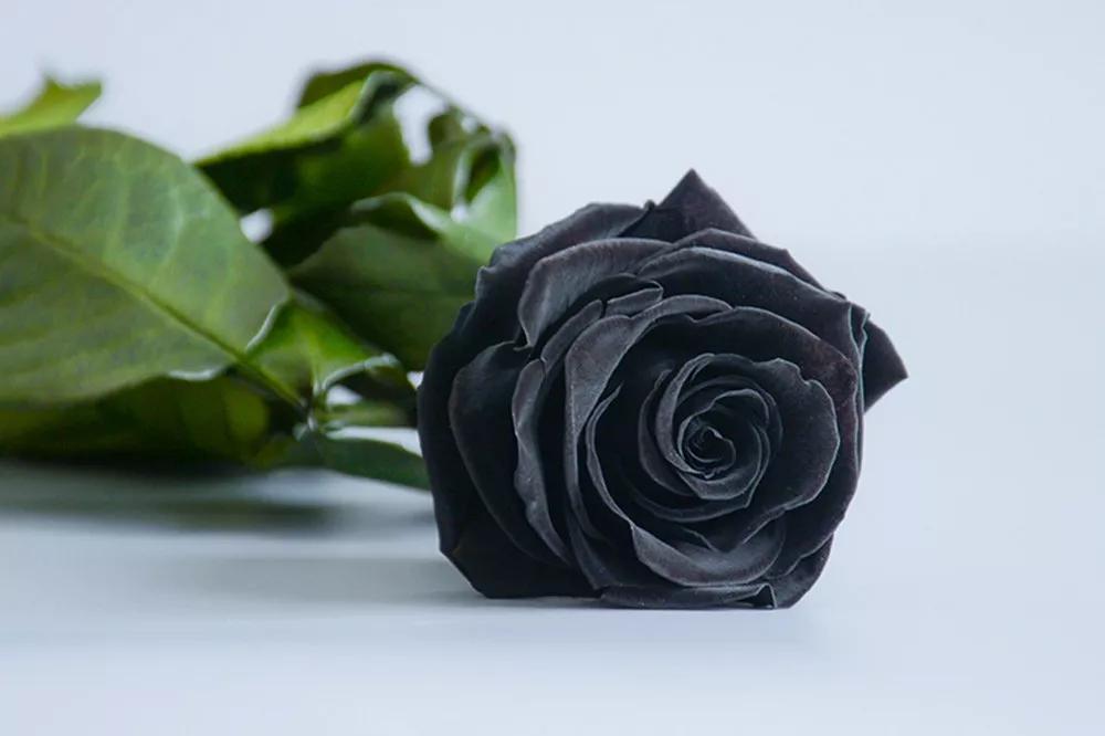 一篇文章带你认识三亚40种花,鲜花图鉴一次性认识30种玫瑰花