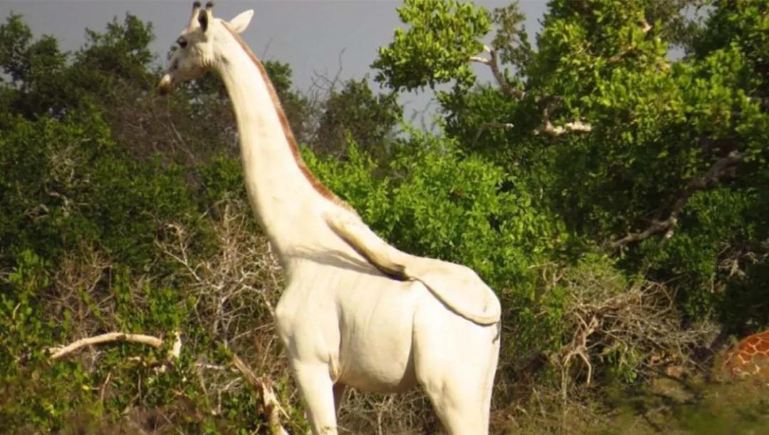 世间稀有的白色长颈鹿母子，在非洲被残忍猎杀，发现时只剩骨骼