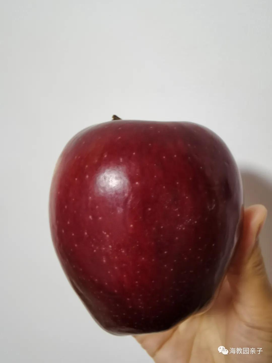 秋日好时光冬枣采摘,带着愉悦的心情踏上了冬枣采摘园