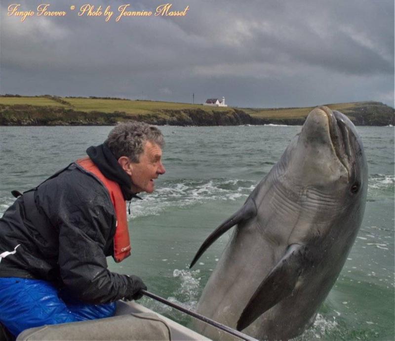 陪伴人类37年后，爱尔兰的明星海豚消失于海上