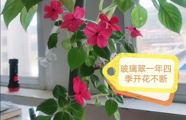 玻璃翠花怎么繁殖,玻璃翠怎么种植视频教程