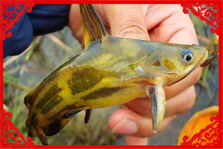 适合农村小型养殖的致富项目,农村养殖羊创业项目计划书