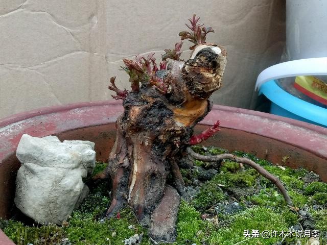 月季老桩如果没有生根粉怎么办,月季老桩生根了是不是就完全活了