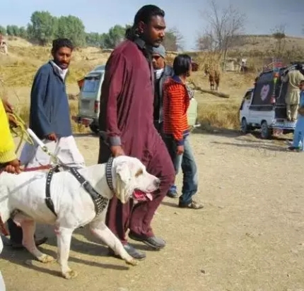 巴基斯坦库达犬多少钱一只,巴基斯坦国家赛冠军库达犬