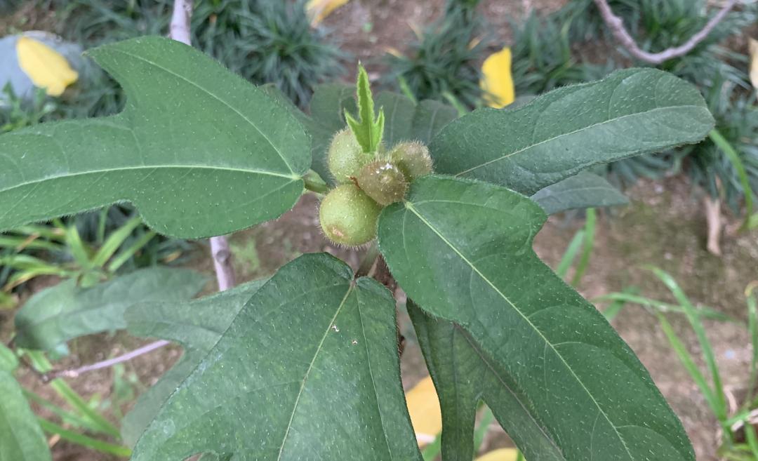 揭秘|这家中医院的“后花园”竟长着30多种野生中草药！